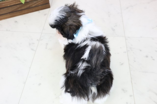 沖縄県のシーズー (Coo&RIKUイオン北谷店/2025年10月27日生まれ/男の子/ゴールドホワイト)の子犬の4枚目の画像