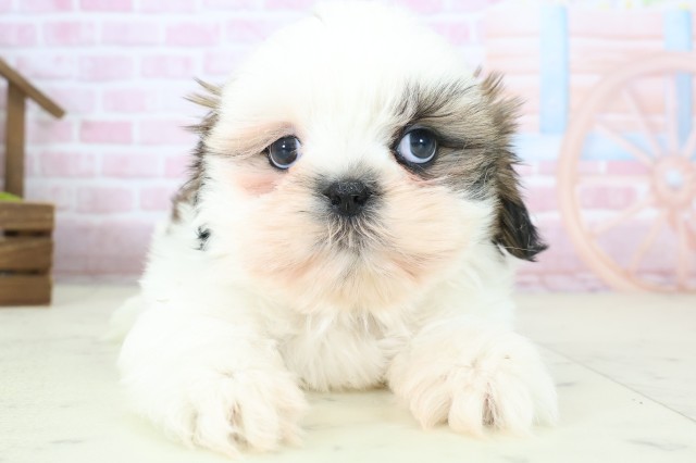 福岡県のシーズー (Coo&RIKU大牟田店/2025年10月27日生まれ/女の子/ゴールドホワイト)の子犬の1枚目の画像