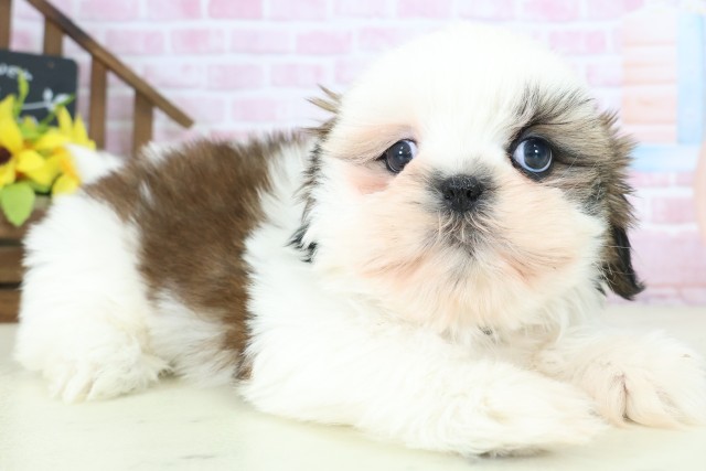 福岡県のシーズー (Coo&RIKU大牟田店/2025年10月27日生まれ/女の子/ゴールドホワイト)の子犬の2枚目の画像