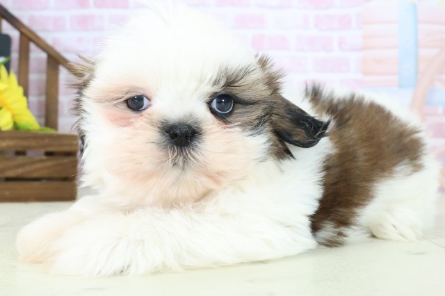 福岡県のシーズー (Coo&RIKU大牟田店/2025年10月27日生まれ/女の子/ゴールドホワイト)の子犬の3枚目の画像