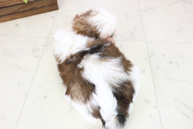 福岡県のシーズー (Coo&RIKU大牟田店/2025年10月27日生まれ/女の子/ゴールドホワイト)の子犬の4枚目の画像