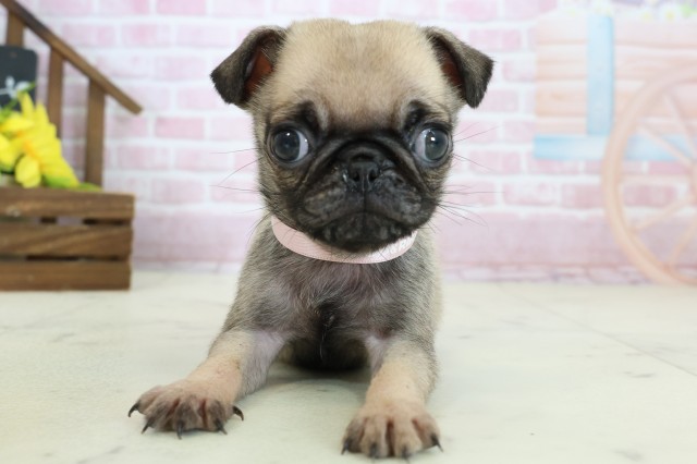 熊本県のパグ (Coo&RIKU宇土シティモール店/2025年10月28日生まれ/女の子/フォーン)の子犬の1枚目の画像