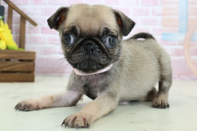 熊本県のパグ (Coo&RIKU宇土シティモール店/2025年10月28日生まれ/女の子/フォーン)の子犬の3枚目の画像