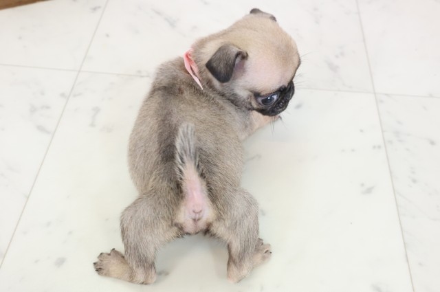 熊本県のパグ (Coo&RIKU宇土シティモール店/2025年10月28日生まれ/女の子/フォーン)の子犬の4枚目の画像