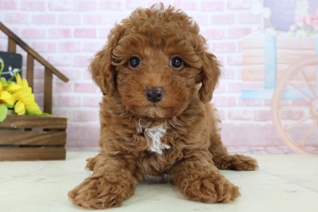 トイ・プードル