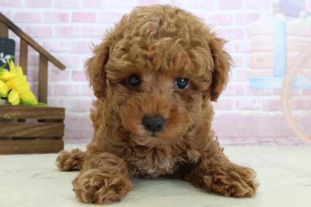 トイ・プードル