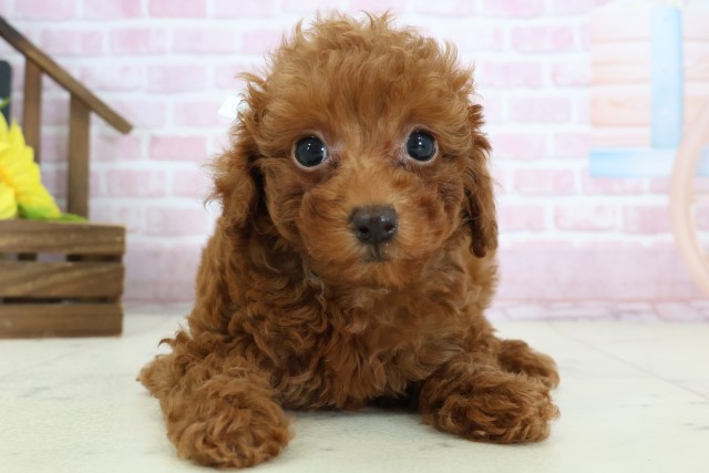 トイ・プードル