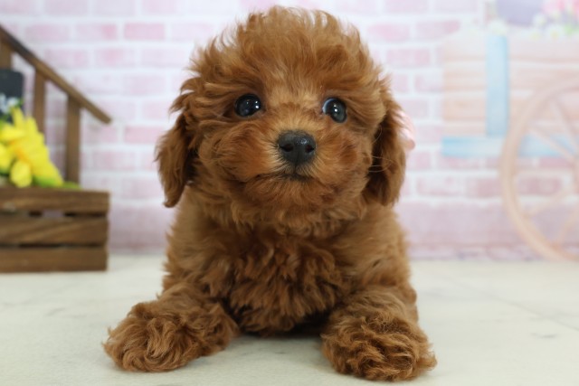 トイ・プードル