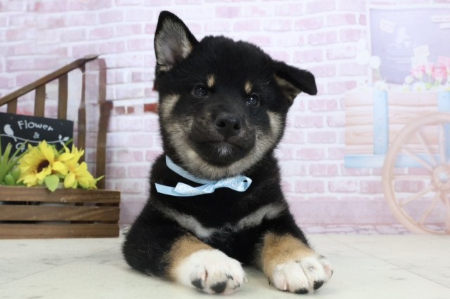 福岡県の柴犬(標準サイズ) (Coo&RIKU黒崎店/2025年10月29日生まれ/男の子/黒)の子犬の1枚目の画像