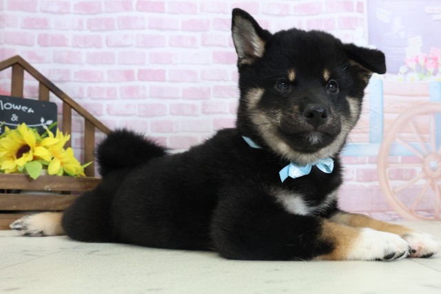 福岡県の柴犬(標準サイズ) (Coo&RIKU黒崎店/2025年10月29日生まれ/男の子/黒)の子犬の2枚目の画像