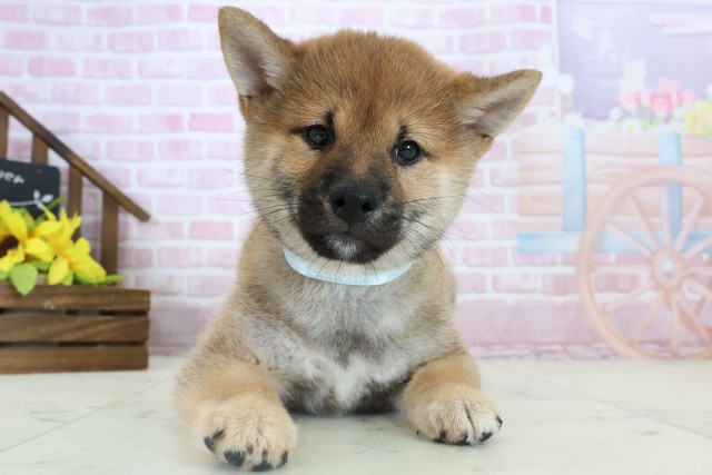 熊本県の柴犬(標準サイズ) (Coo&RIKU宇土シティモール店/2025年10月29日生まれ/男の子/赤)の子犬の1枚目の画像