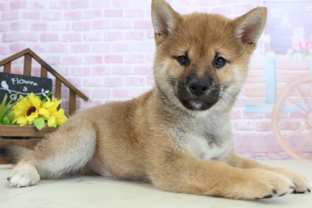 熊本県の柴犬(標準サイズ) (Coo&RIKU宇土シティモール店/2025年10月29日生まれ/男の子/赤)の子犬の2枚目の画像