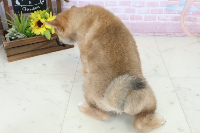 熊本県の柴犬(標準サイズ) (Coo&RIKU宇土シティモール店/2025年10月29日生まれ/男の子/赤)の子犬の4枚目の画像