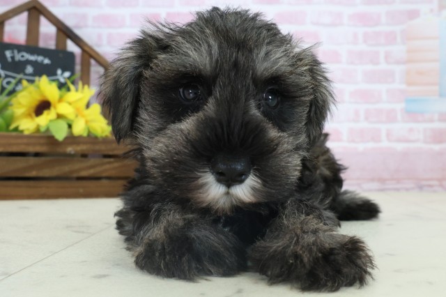 ミニチュア・シュナウザー