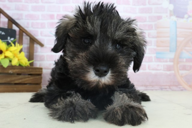 ミニチュア・シュナウザー