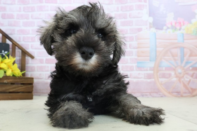 ミニチュア・シュナウザー