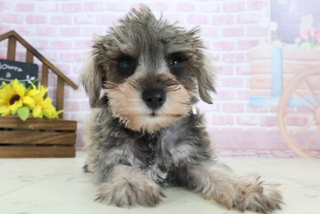 ミニチュア・シュナウザー