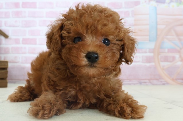 トイ・プードル