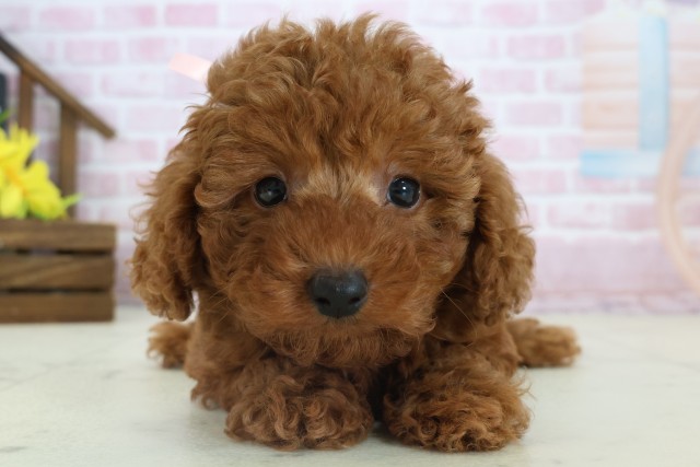 トイ・プードル