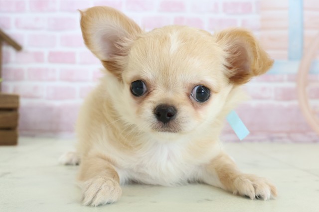 福岡県のチワワ(ロング) (Coo&RIKU大牟田店/2025年10月29日生まれ/男の子/クリーム)の子犬の1枚目の画像
