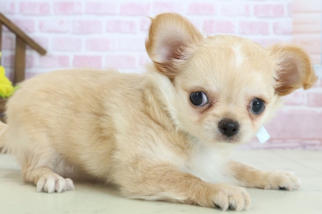 福岡県のチワワ(ロング) (Coo&RIKU大牟田店/2025年10月29日生まれ/男の子/クリーム)の子犬の2枚目の画像