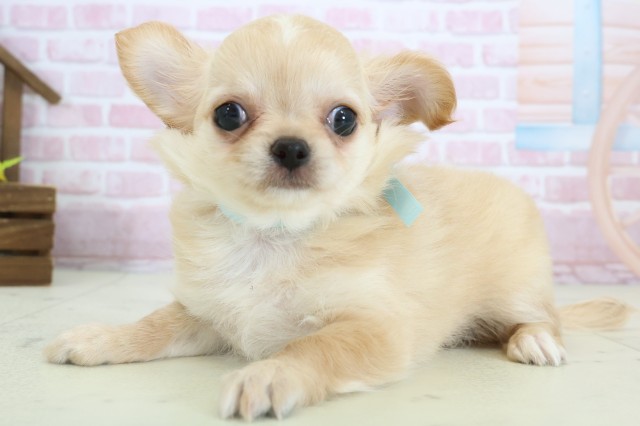 福岡県のチワワ(ロング) (Coo&RIKU大牟田店/2025年10月29日生まれ/男の子/クリーム)の子犬の3枚目の画像