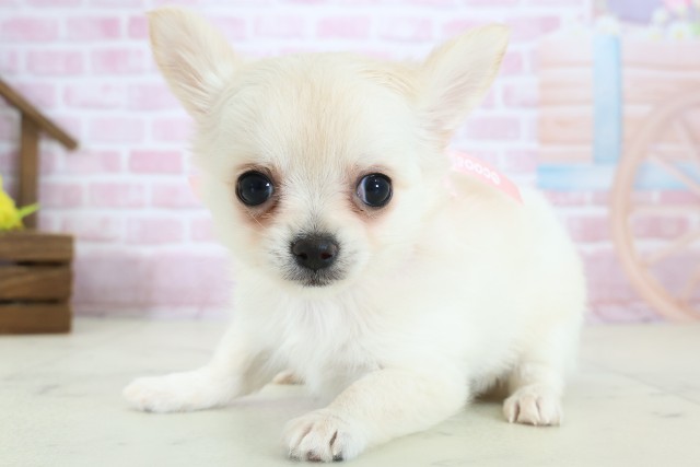 宮崎県のチワワ(ロング) (Coo&RIKU宮崎店/2025年10月29日生まれ/女の子/ホワイトクリーム)の子犬の3枚目の画像