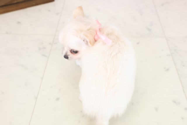 宮崎県のチワワ(ロング) (Coo&RIKU宮崎店/2025年10月29日生まれ/女の子/ホワイトクリーム)の子犬の4枚目の画像