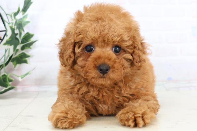 沖縄県のトイプードル(ティーカップ) (Coo&RIKUイーアス沖縄豊崎店/2025年10月28日生まれ/女の子/オレンジフォーン)の子犬の1枚目の画像
