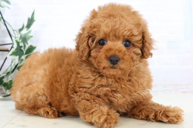 沖縄県のトイプードル(ティーカップ) (Coo&RIKUイーアス沖縄豊崎店/2025年10月28日生まれ/女の子/オレンジフォーン)の子犬の2枚目の画像