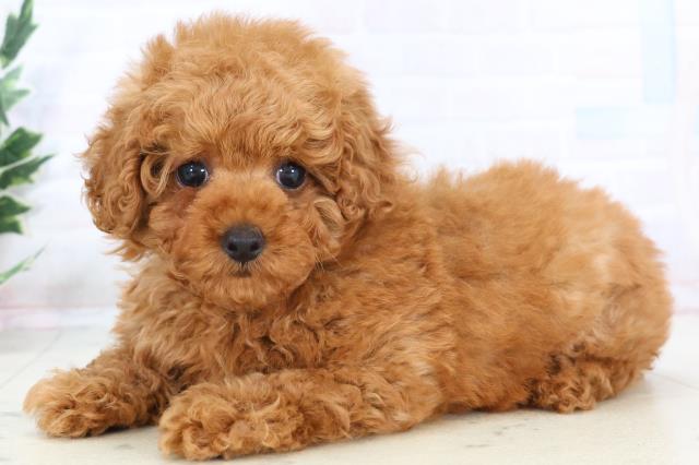 沖縄県のトイプードル(ティーカップ) (Coo&RIKUイーアス沖縄豊崎店/2025年10月28日生まれ/女の子/オレンジフォーン)の子犬の3枚目の画像