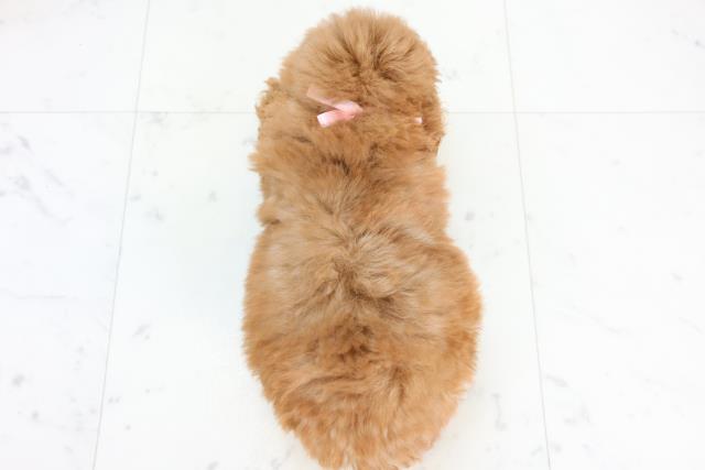 沖縄県のトイプードル(ティーカップ) (Coo&RIKUイーアス沖縄豊崎店/2025年10月28日生まれ/女の子/オレンジフォーン)の子犬の4枚目の画像