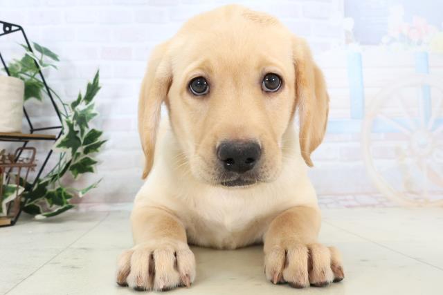 長崎県のラブラドールレトリーバー (Coo&RIKU長崎佐世保店/2025年10月23日生まれ/男の子/イエロー)の子犬の1枚目の画像