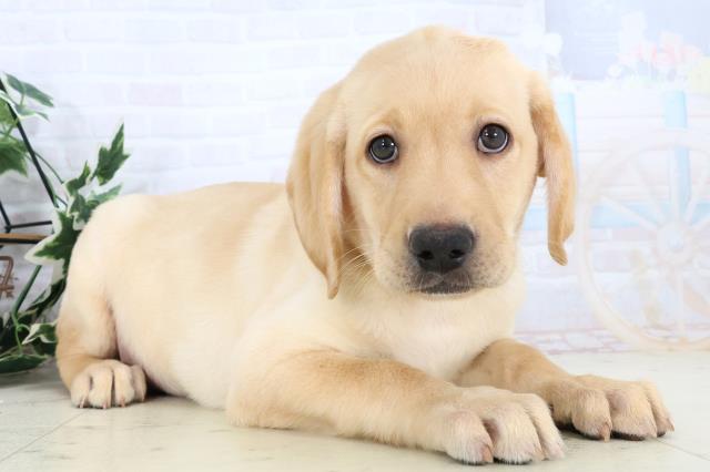 長崎県のラブラドールレトリーバー (Coo&RIKU長崎佐世保店/2025年10月23日生まれ/男の子/イエロー)の子犬の2枚目の画像