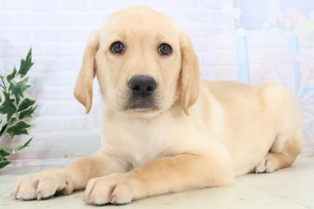 長崎県のラブラドールレトリーバー (Coo&RIKU長崎佐世保店/2025年10月23日生まれ/男の子/イエロー)の子犬の3枚目の画像