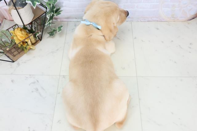 長崎県のラブラドールレトリーバー (Coo&RIKU長崎佐世保店/2025年10月23日生まれ/男の子/イエロー)の子犬の4枚目の画像