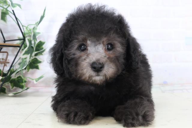 トイ・プードル