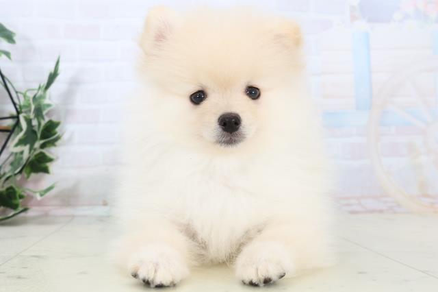 宮崎県のポメラニアン (Coo&RIKU宮崎店/2025年10月21日生まれ/男の子/クリーム)の子犬