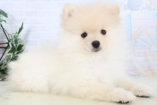 宮崎県のポメラニアン (Coo&RIKU宮崎店/2025年10月21日生まれ/男の子/クリーム)の子犬の2枚目の画像
