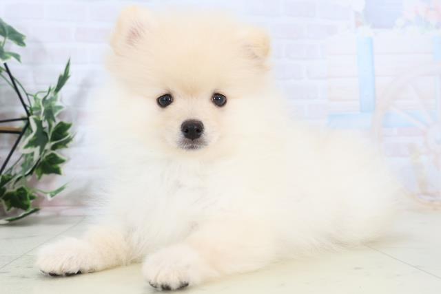 宮崎県のポメラニアン (Coo&RIKU宮崎店/2025年10月21日生まれ/男の子/クリーム)の子犬の3枚目の画像
