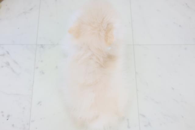 宮崎県のポメラニアン (Coo&RIKU宮崎店/2025年10月21日生まれ/男の子/クリーム)の子犬の4枚目の画像