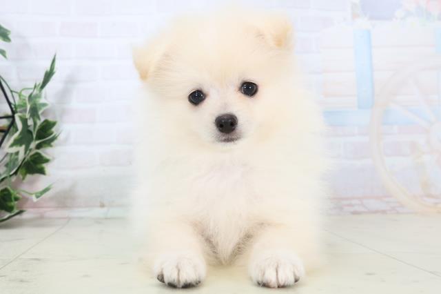 熊本県のポメラニアン (Coo&RIKUイオンモール宇城店/2025年10月21日生まれ/男の子/クリーム)の子犬の1枚目の画像