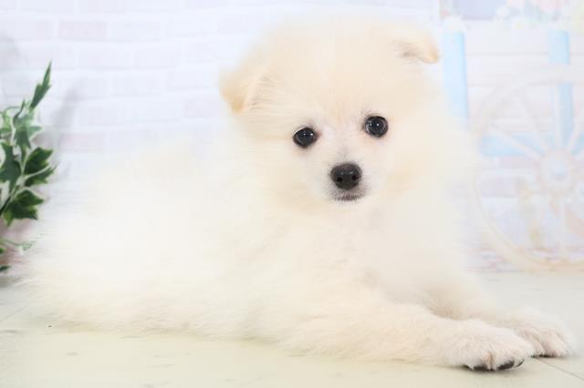 熊本県のポメラニアン (Coo&RIKUイオンモール宇城店/2025年10月21日生まれ/男の子/クリーム)の子犬の2枚目の画像