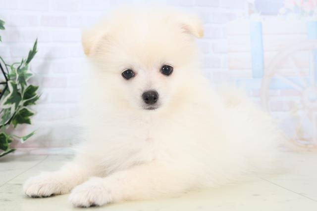 熊本県のポメラニアン (Coo&RIKUイオンモール宇城店/2025年10月21日生まれ/男の子/クリーム)の子犬の3枚目の画像