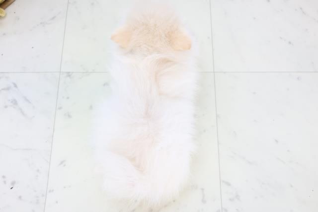 熊本県のポメラニアン (Coo&RIKUイオンモール宇城店/2025年10月21日生まれ/男の子/クリーム)の子犬の4枚目の画像