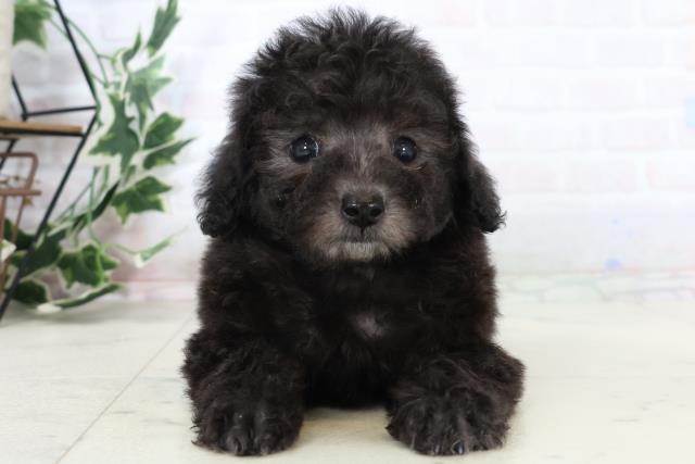 トイ・プードル