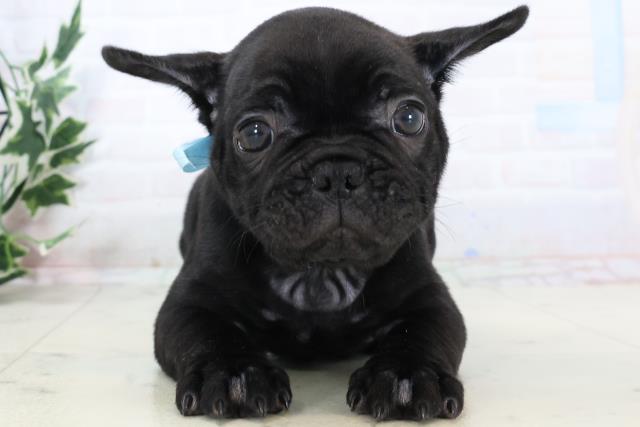 フレンチブルドッグ