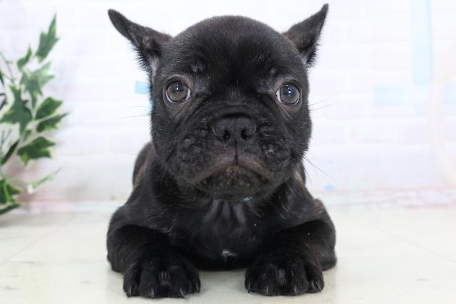 フレンチブルドッグ