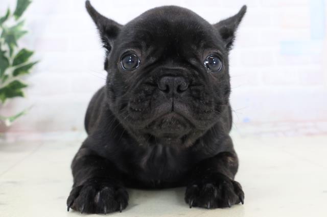 フレンチブルドッグ