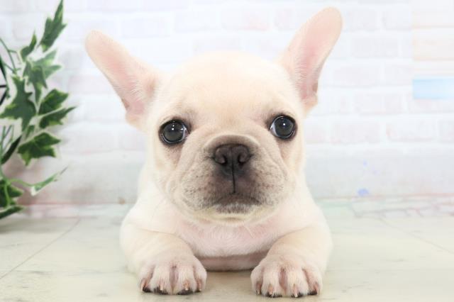 フレンチブルドッグ